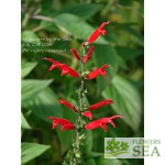 Salvia elegans 'Freida Dixon'