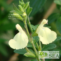 Salvia x 'Elk Lemon Sorbet'