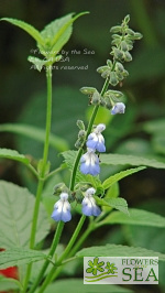 Salvia rypara x durifolia 'Elk'