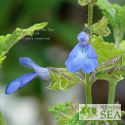 Salvia rypara x durifolia 'Elk'