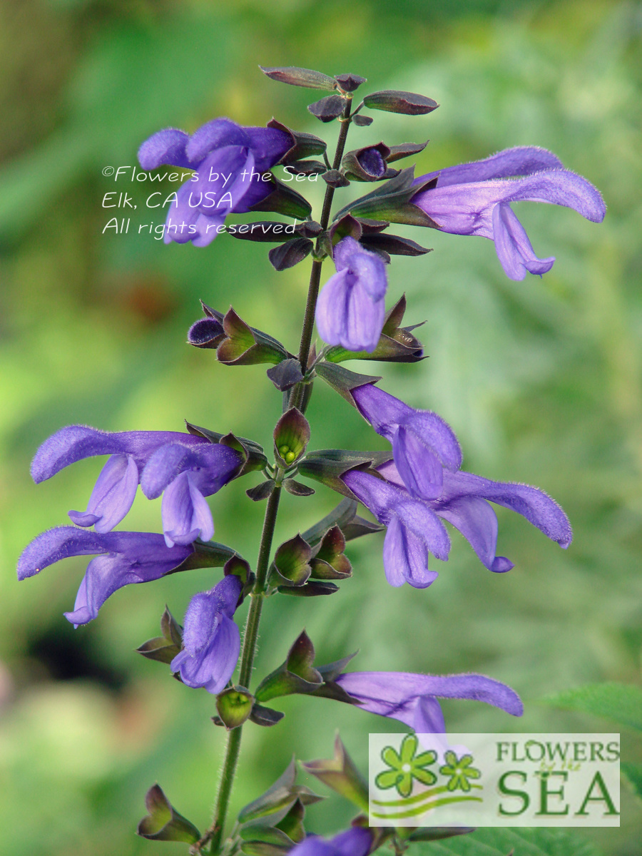 Salvia guaranitica \'Purple Haze\'