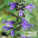 Salvia guaranitica 'Purple Haze'