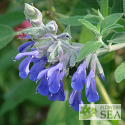 Salvia retinervia