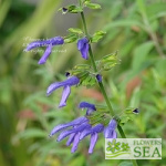 Salvia x 'Margie Griffith'