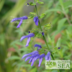 Salvia x 'Margie Griffith'