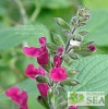 Salvia dichlamys x microphylla 'Elk Red-Violet'