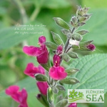 Salvia dichlamys x microphylla 'Elk Red-Violet'