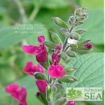 Salvia cuatrecasana x guaranitica 'Elk Magenta'