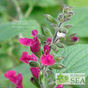 Salvia texana