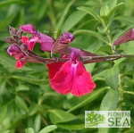 Salvia x 'Elk Crimson King'