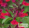 Salvia x 'Elk Crimson King'