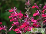 Salvia x 'Elk Crimson King'