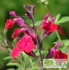 Salvia x 'Elk Crimson King'