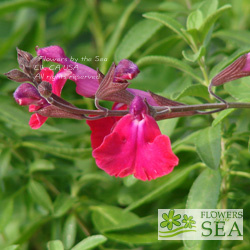 Salvia x 'Elk Crimson King'