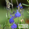 Salvia x 'Elk Blue Note'