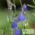 Salvia x 'Elk Blue Note'