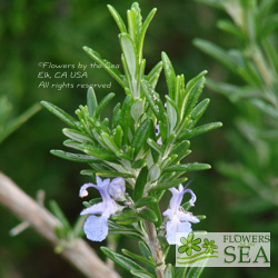 Salvia rosmarinus 'Gorizia'