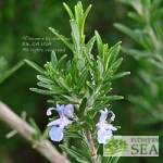 Salvia rosmarinus 'Gorizia'