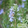 Salvia rosmarinus 'Frank Krozek'