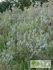 Salvia rosmarinus 'Frank Krozek'