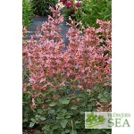 Agastache x 'Kudos Ambrosia'