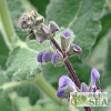 Salvia indica