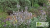 Salvia moorcroftiana
