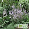 Salvia moorcroftiana