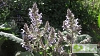 Salvia moorcroftiana