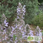 Salvia moorcroftiana