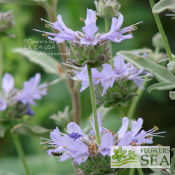 Salvia x 'Calamity Jane'