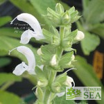 Salvia radula