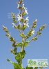 Salvia palaestina