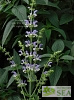 Salvia halophila