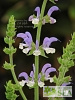 Salvia halophila