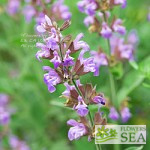 Salvia x auriculata