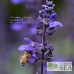 Salvia x 'Big Blue'