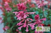 Salvia x 'Skyscraper Pink'