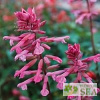 Salvia x 'Skyscraper Pink'