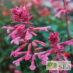 Salvia x 'Skyscraper Pink'