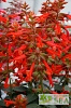 Salvia x 'Skyscraper Orange'