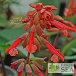 Salvia x 'Elk Peach Flambe'