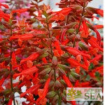 Salvia x 'Kisses and Wishes'