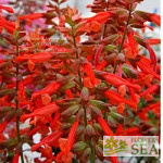 Salvia x jamensis 'Yellow Pink'