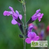 Salvia x 'Arctic Blaze'