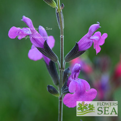 Salvia x 'Arctic Blaze'