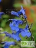 Salvia scutellarioides 'Elk True Blue'