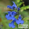 Salvia scutellarioides 'Elk True Blue'