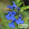 Salvia scutellarioides 'Elk True Blue'