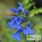 Salvia scutellarioides 'Elk True Blue'